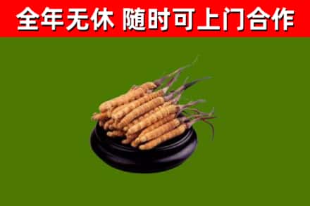 阳朔县回收散虫草