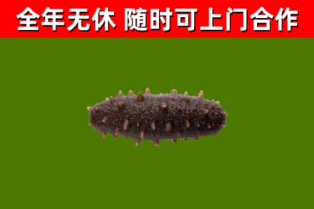 阳朔县回收海参干